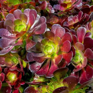 Aeonium 'Velour',  Black Rose, Purple Rose Tree, Purple Rose Black Aeonium, Black succulent