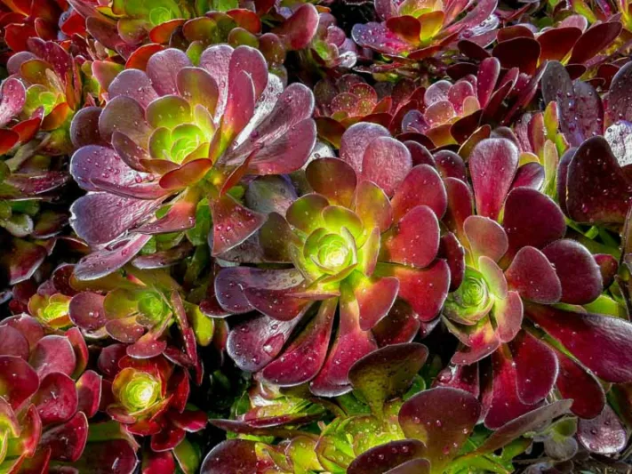 Aeonium 'Velour',  Black Rose, Purple Rose Tree, Purple Rose Black Aeonium, Black succulent