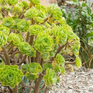 Aeonium arboreum, Houseleek Tree, Tree Aeonium, Green Aeonium