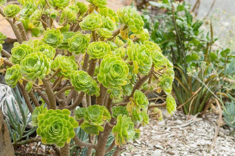 Aeonium arboreum, Houseleek Tree, Tree Aeonium, Green Aeonium