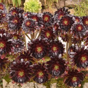 Aeonium arboreum 'Atropurpureum', Dark Purple Houseleek Tree, Dark Purple Houseleek Tree, Black Tree Aeonium, Black Beauty, Black Rose, Purple Rose Tree, Purple Rose Black Aeonium, Black succulent