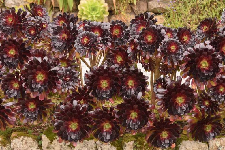 Aeonium arboreum 'Atropurpureum', Dark Purple Houseleek Tree, Dark Purple Houseleek Tree, Black Tree Aeonium, Black Beauty, Black Rose, Purple Rose Tree, Purple Rose Black Aeonium, Black succulent