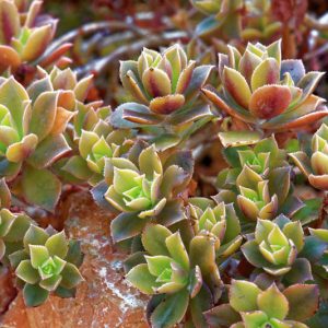 Aeonium decorum,  Green Pinwheel, Sempervivum decorum