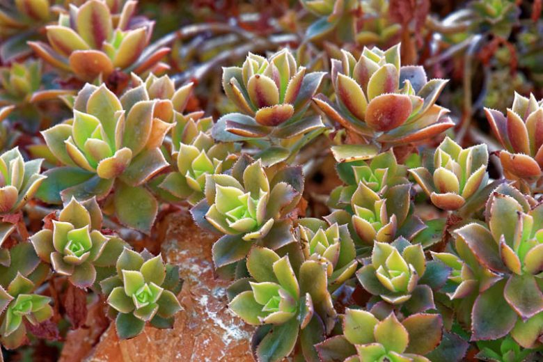 Aeonium decorum,  Green Pinwheel, Sempervivum decorum