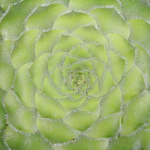Aeonium tabuliforme, Flat-Topped Aeonium, Aeonium berthelotianum, Aeonium macrolepum