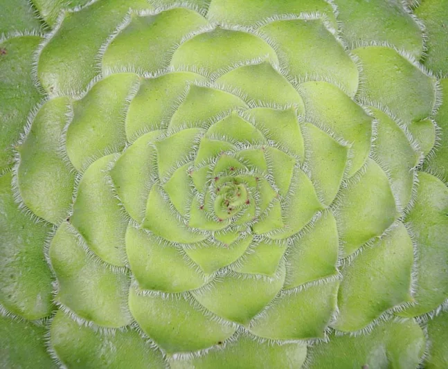 Aeonium tabuliforme, Flat-Topped Aeonium, Aeonium berthelotianum, Aeonium macrolepum