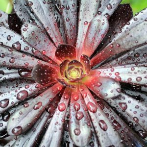 Aeonium Zwartkop, Aeonium 'Black Rose', Purple Crest Aeonium, Aeonium 'Blacktop', Aeonium 'Black Beauty', 'Black Tree' Aeonium, Aeonium Schwartzkopf, Aeonium atropurpureum, Black Aeonium, Black succulent