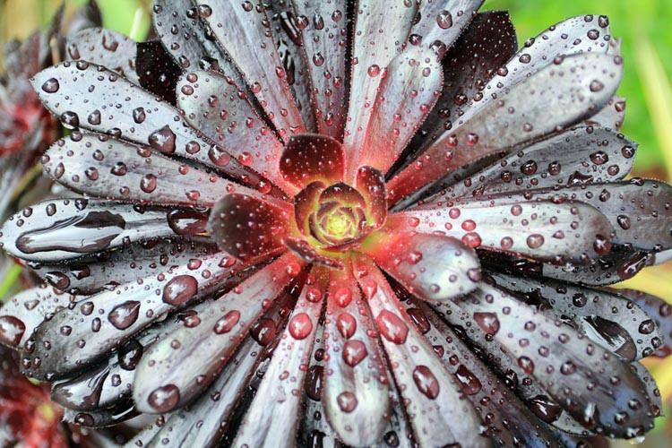 Aeonium Zwartkop, Aeonium 'Black Rose', Purple Crest Aeonium, Aeonium 'Blacktop', Aeonium 'Black Beauty', 'Black Tree' Aeonium, Aeonium Schwartzkopf, Aeonium atropurpureum, Black Aeonium, Black succulent