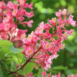 Aesculus x carnea, Red Horsechestnut, Red Horse Chestnut, Red Flowers, Aesculus hippocastanum, Aesculus pavia
