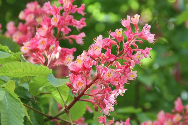 Aesculus x carnea, Red Horsechestnut, Red Horse Chestnut, Red Flowers, Aesculus hippocastanum, Aesculus pavia