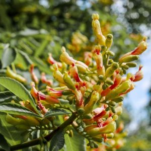 Aesculus flava, Yellow Buckeye, Big Buckeye, Sweet Buckeye, Aesculus octandra, Yellow Flowers, Chestnut