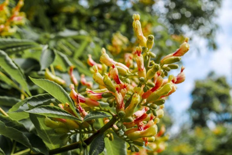 Aesculus flava, Yellow Buckeye, Big Buckeye, Sweet Buckeye, Aesculus octandra, Yellow Flowers, Chestnut