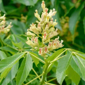 Aesculus glabra, Ohio Buckeye, Yellow Flowers, Texas Buckeye, Fetid Buckeye, Horse Chestnut