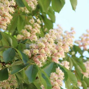 Aesculus hippocastanum, Horse Chestnut, Common Horse Chestnut, White Flowers, Chestnut