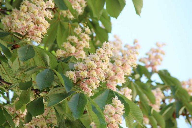 Aesculus hippocastanum, Horse Chestnut, Common Horse Chestnut, White Flowers, Chestnut