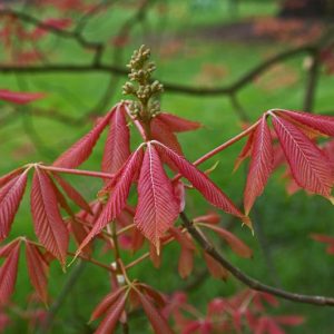 Aesculus x neglecta 'Erythroblastos', Painted Buckeye, Sunrise Horse Chestnut, Caroline Horse Chestnut, Yellow Flowers, Fall color