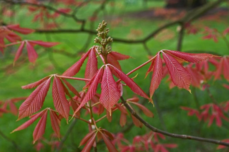 Aesculus x neglecta 'Erythroblastos', Painted Buckeye, Sunrise Horse Chestnut, Caroline Horse Chestnut, Yellow Flowers, Fall color
