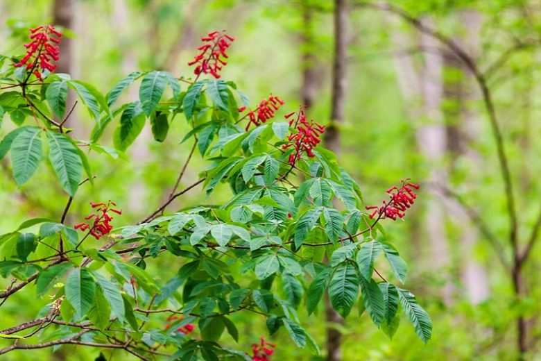 Aesculus pavia, Red Buckeye, Red Horse Chestnut, Red Flowers,