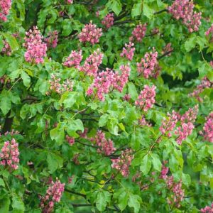 Aesculus x carnea 'Briotii', Red Horsechestnut 'Briotii', Red Horse Chestnut 'Briotii', Red Flowers, Aesculus hippocastanum, Aesculus pavia