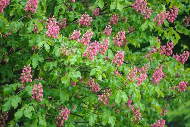 Aesculus x carnea 'Briotii', Red Horsechestnut 'Briotii', Red Horse Chestnut 'Briotii', Red Flowers, Aesculus hippocastanum, Aesculus pavia