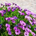 African Daisy, Osteospermum, African Daisies, Osteospermum Flower, Osteospermum fruticosum