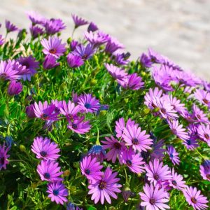 African Daisy, Osteospermum, African Daisies, Osteospermum Flower, Osteospermum fruticosum