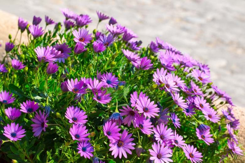 African Daisy, Osteospermum, African Daisies, Osteospermum Flower, Osteospermum fruticosum