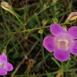 Agalinis purpurea, Purple False Foxglove, Purple Gerardia, Gerardia, Shade Plants, Shade Flowers