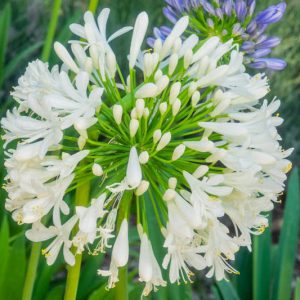 Agapanthus Africanus Albus, White African Lily, Lily of the Nile Albus, African Lily Albus, Agapanthus umbellatus 'Albus', Agapanthus praecox 'Albus', Agapanthus 'Africanus White', White Agapanthus