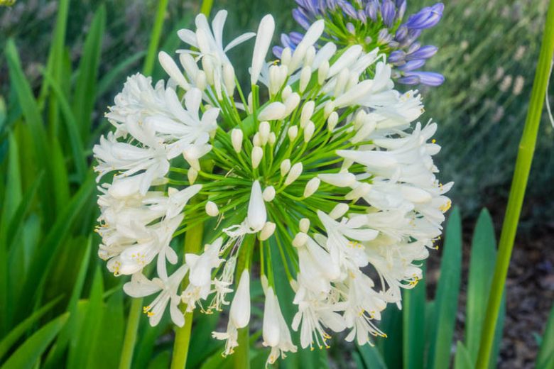 Agapanthus Africanus Albus, White African Lily, Lily of the Nile Albus, African Lily Albus, Agapanthus umbellatus 'Albus', Agapanthus praecox 'Albus', Agapanthus 'Africanus White', White Agapanthus