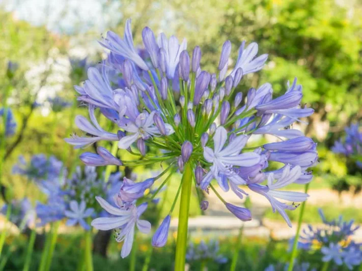 Agapanthus 'Peter Pan', African Lily 'Peter Pan', Lily of the Nile 'Peter Pan', Dwarf African Lily, Dwarf Lily of the Nile, Blue flower, Blue Agapanthus, Blue African Lily