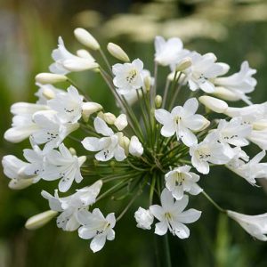 Agapanthus 'Arctic Star', African Lily 'Arctic Star', Lily of the Nile 'Arctic Star', White flower, White Agapanthus, White African Lily