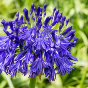 Agapanthus 'Black Buddhist', Lily of the Nile 'Black Buddhist', African Lily 'Black Buddhist', Blue flower, purple flower, Blue Agapanthus, Purple Agapanthus