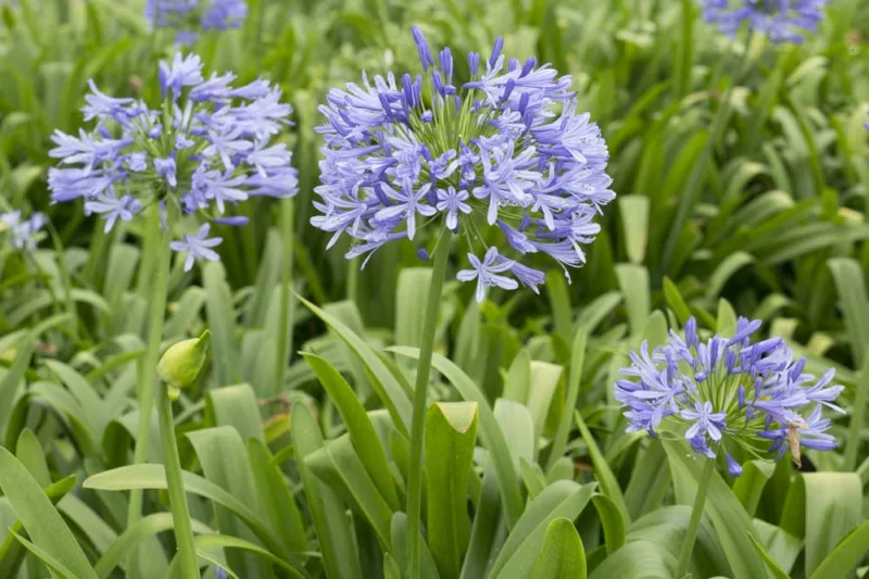 Agapanthus 'Blue Heaven', Lily of the Nile 'Blue Heaven', African Lily 'Blue Heaven', Blue flower, purple flower, Blue Agapanthus