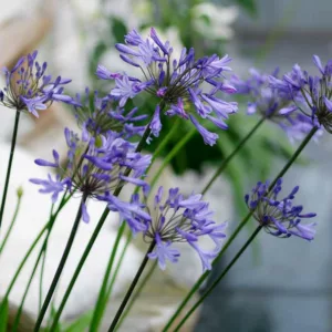 Agapanthus 'Donau', African Lily 'Donau', Lily of the Nile 'Donau', Agapanthus 'Danube', Agapanthus Danube, Blue flower, purple flower, Blue Agapanthus
