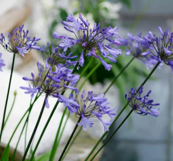 Agapanthus 'Donau', African Lily 'Donau', Lily of the Nile 'Donau', Agapanthus 'Danube', Agapanthus Danube, Blue flower, purple flower, Blue Agapanthus