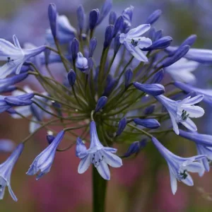 Agapanthus Doctor Brouwer,  Doctor Brouwer African Lily, Doctor Brouwer Lily of the Nile, Agapanthus 'Dokter Brouwer', African Lily 'Dokter Brouwer', Blue flower, purple flower, Blue Agapanthus
