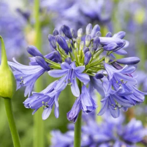 Agapanthus 'Ever Sapphire', African Lily Ever Sapphire, Lily of the Nile Ever Sapphire, Agapanthus Bingo Blue, Agapanthus Ever Blue, Blue Agapanthus, Blue African Lily, Blue flowers