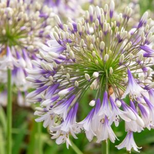 Agapanthus 'Twister', African Lily 'Twister', Lily of the Nile 'Twister', Agapanthus africanus Twister, Agapanthus africanus 'AMBIC001', Blue flower, Blue Agapanthus, Blue African LilyAgapanthus 'Fireworks', African Lily 'Fireworks', Lily of the Nile 'Fireworks', White flower, White Agapanthus, White African Lily