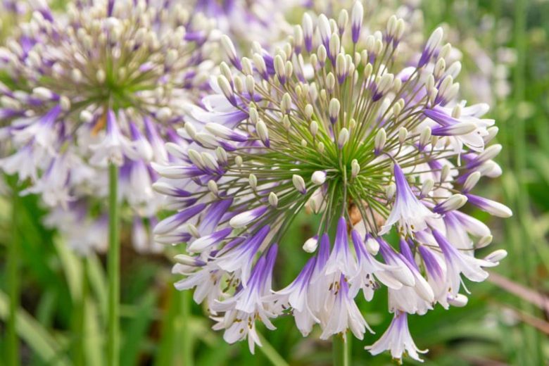 Agapanthus 'Twister', African Lily 'Twister', Lily of the Nile 'Twister', Agapanthus africanus Twister, Agapanthus africanus 'AMBIC001', Blue flower, Blue Agapanthus, Blue African LilyAgapanthus 'Fireworks', African Lily 'Fireworks', Lily of the Nile 'Fireworks', White flower, White Agapanthus, White African Lily