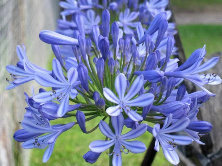 Agapanthus Headbourne Hybrids, Lily of the Nile Headbourne Hybrids, African Lily Headbourne Hybrids, Blue flower, Blue Agapanthus, Blue African Lily