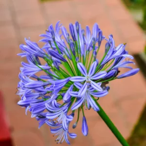 Agapanthus 'Midnight Star', African Lily 'Midnight Star', Lily of the Nile 'Midnight Star', Agapanthus 'Navy Blue', Agapanthus campanulatus 'Navy Blue', Blue Agapanthus