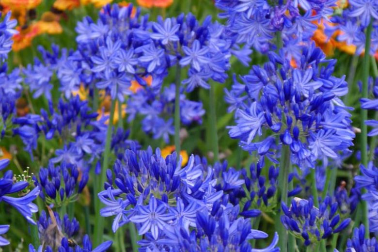 Agapanthus 'Northern Star', lily of the Nile 'Northern Star', African Lily 'Northern Star', Blue flower, purple flower