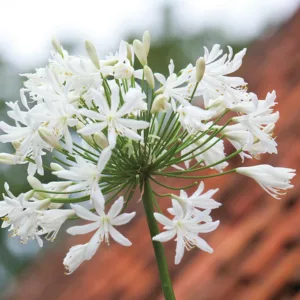 Agapanthus 'Polar Ice', African Lily 'Polar Ice', Lily of the Nile 'Polar Ice', White flower, White Agapanthus, White African Lily