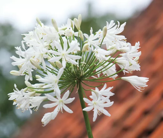 Agapanthus 'Polar Ice', African Lily 'Polar Ice', Lily of the Nile 'Polar Ice', White flower, White Agapanthus, White African Lily