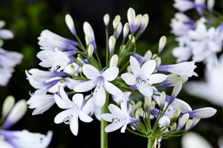 Agapanthus 'Twister', African Lily 'Twister', Lily of the Nile 'Twister', Agapanthus africanus Twister, Agapanthus africanus 'AMBIC001', Blue flower, Blue Agapanthus, Blue African Lily