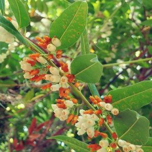 Agarista populifolia, Florida Hobblebush, Tall Fetterbush, Florida Leucothoe, Agarista, Andromeda populifolia, Leucothoe acuminata, Leucothoe populifolia,