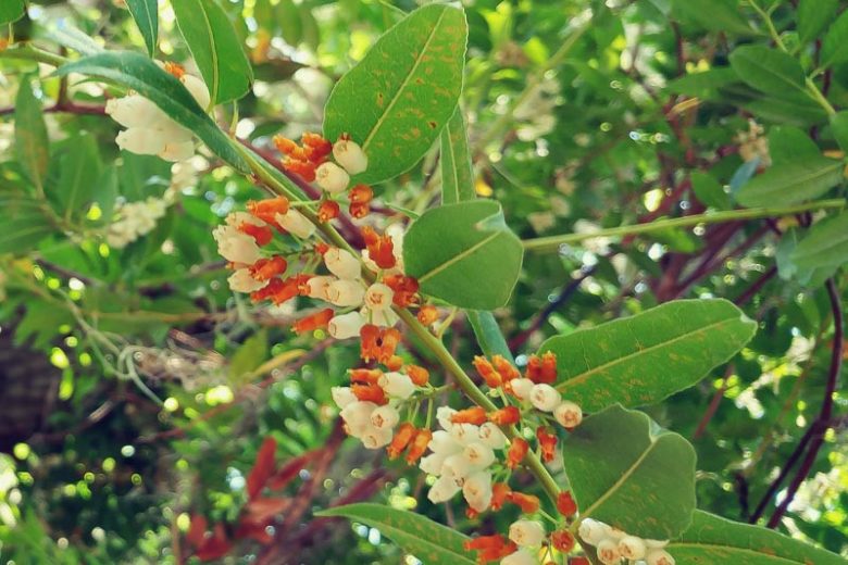 Agarista populifolia, Florida Hobblebush, Tall Fetterbush, Florida Leucothoe, Agarista, Andromeda populifolia, Leucothoe acuminata, Leucothoe populifolia,