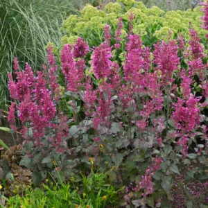 Hyssop Bolero, Anise Hyssop Bolero, Hummingbird Mint Bolero, Dwarf Hyssop Bolero, Purple Hyssop, Purple Flowers, Purple Hummingbrid Mint