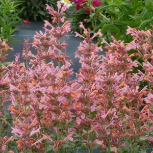 Hyssop Kudos Ambrosia, Anise Hyssop Kudos Ambrosia, Hummingbird Mint Kudos Ambrosia, Dwarf Hyssop Kudos Ambrosia, Pink Hyssop, Pink Flowers, Pink Hummingbrid Mint